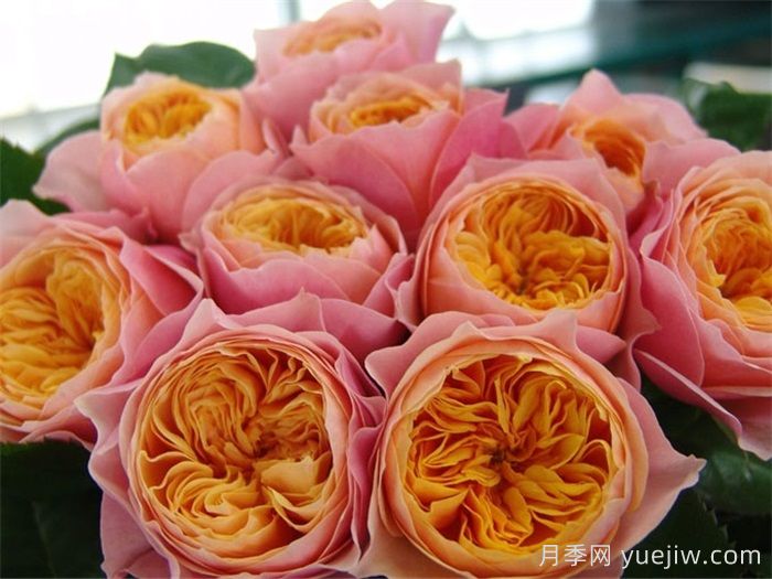 月季多久开一次花？推荐8个长期赏花的品种(图4)