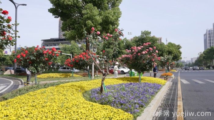 湖南宁乡：万株月季齐绽放，扮靓城市生态新风景(图2)