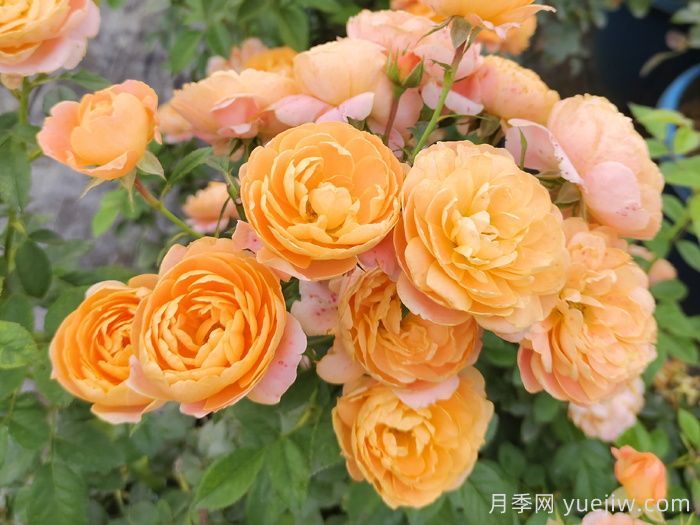 推荐十大经典灌木月季品种(图1)