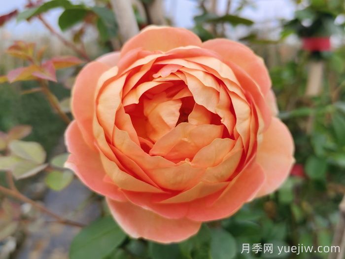 8种高颜值又好养的月季花，唯美惊艳(图3)