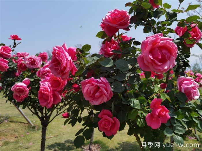凉山西昌：春日浪漫，比碗口大的月季花你见过吗？(图2)