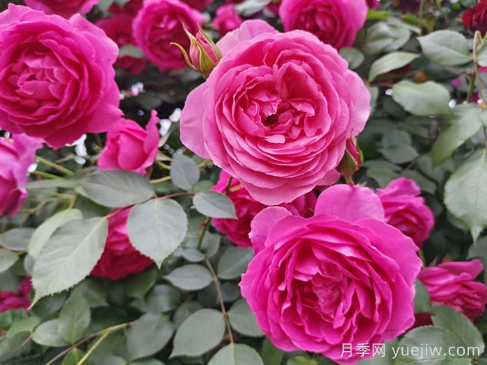 花期长且好养的月季有哪些？必备6个(图3)