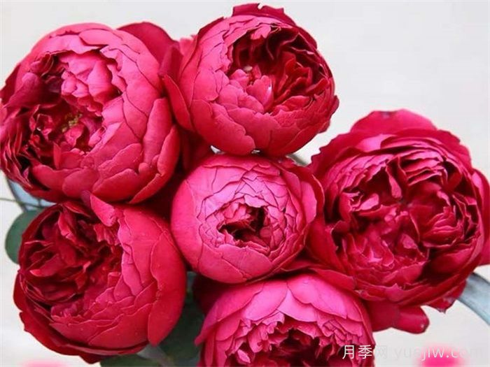 经典中国红！20种红色月季推荐(图6)