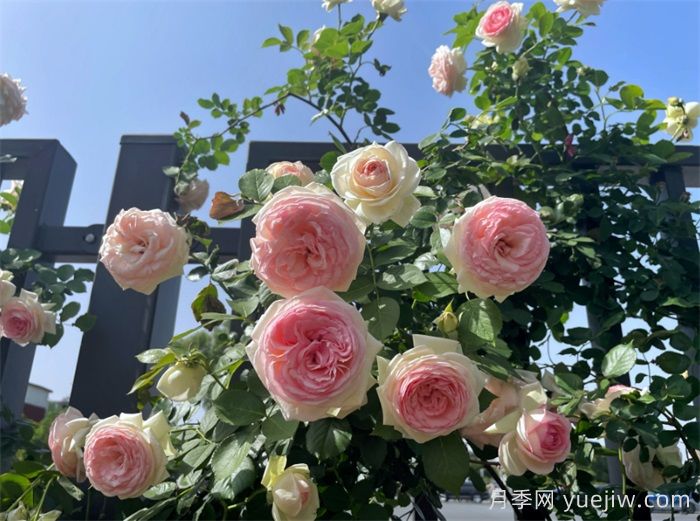 洛阳：月季花开香满城，打卡地点送给你(图3)