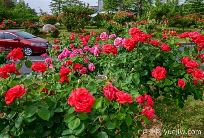 洛阳：月季花开香满城，打卡地点送给你(图4)