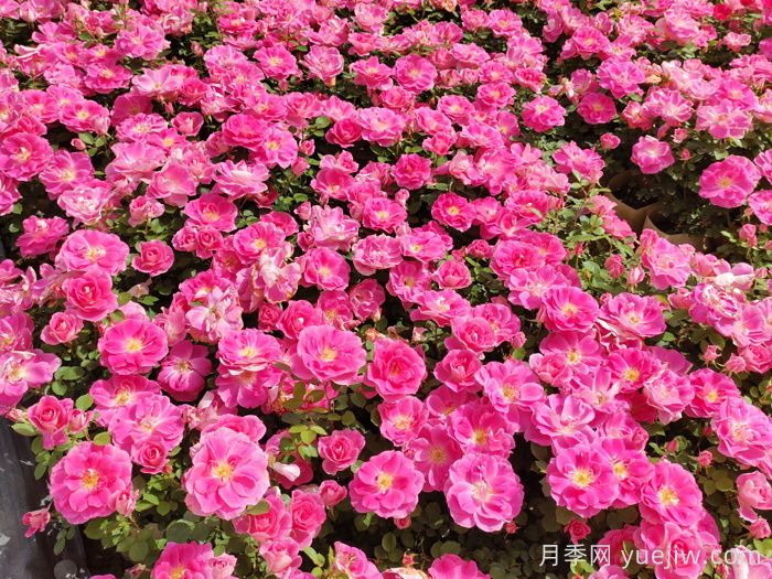 南阳月季怒放时，月季分类你知道多少？(图4)