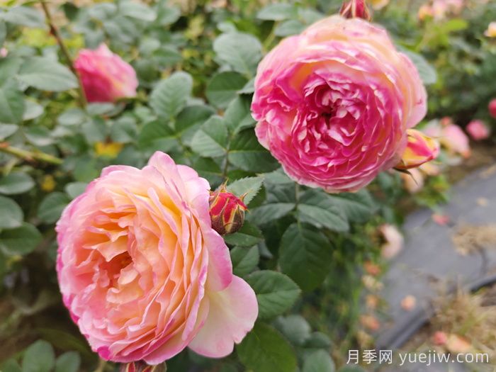 南阳月季怒放时，月季分类你知道多少？(图2)