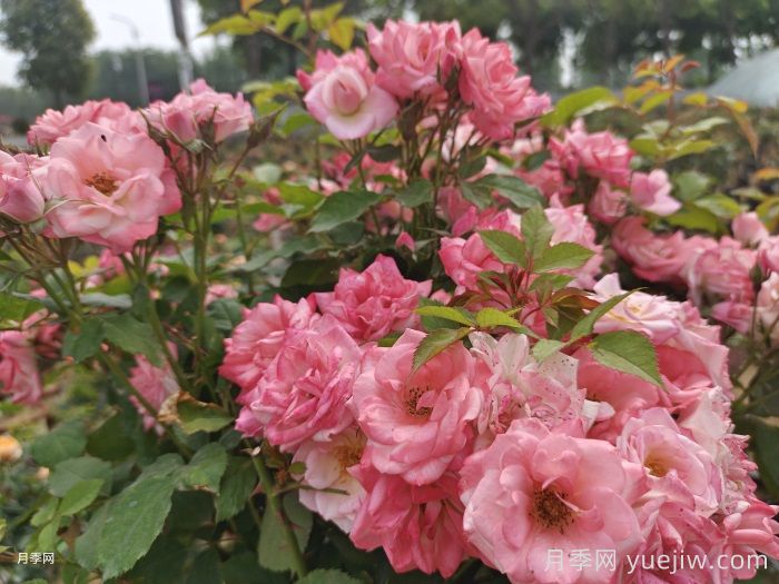 藤樱霞月季的优缺点是什么？(图1)