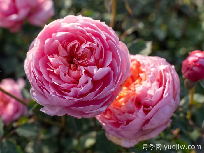 耐热月季，天狼暑系列月季品种(图4)