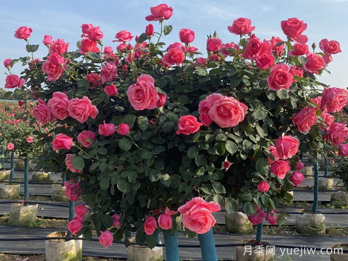 月季不开花到底是为什么？月季爆花教程(图2)