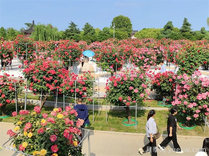 南阳月季：月季芬芳绘就文旅融合新画卷(图1)