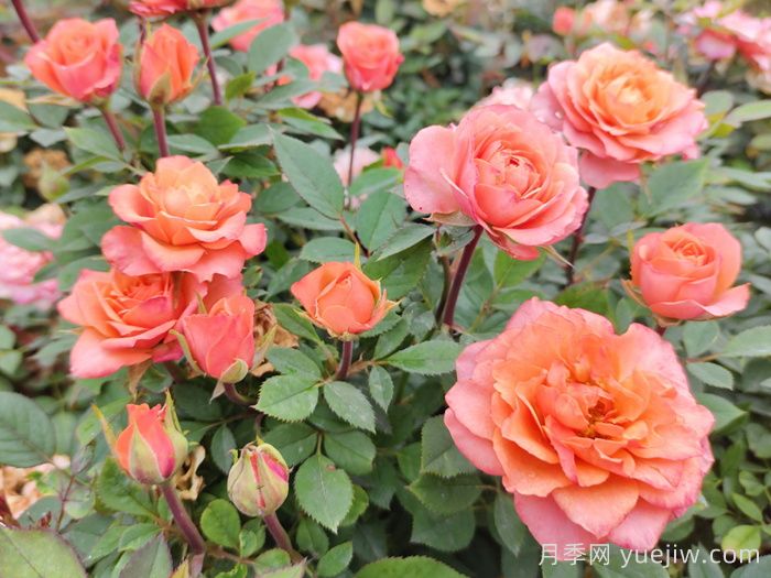 五月份月季花该如何管理？(图1)