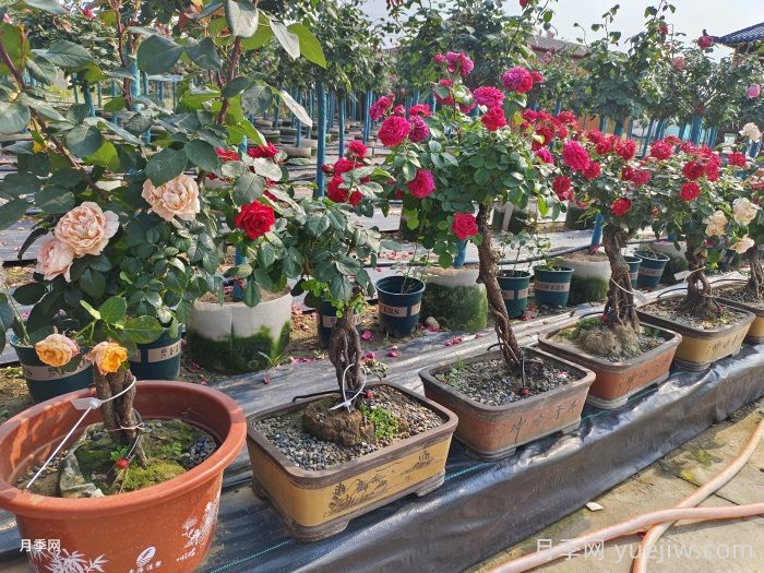 春季月季花盆选购与布置(图2)