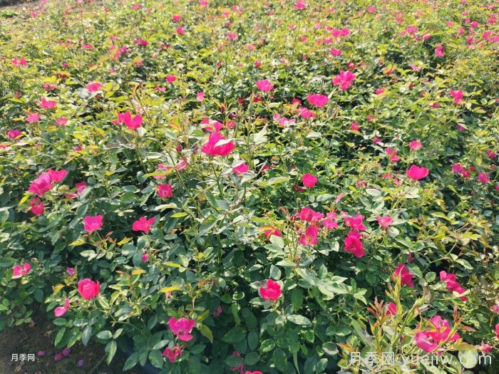 月季只长枝叶而不开花的原因(图1)