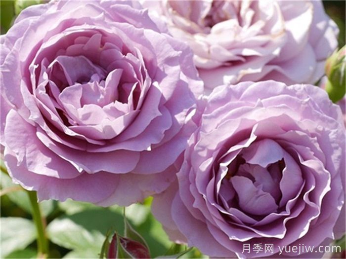 高级感拉满的6款蓝紫色月季(图5)