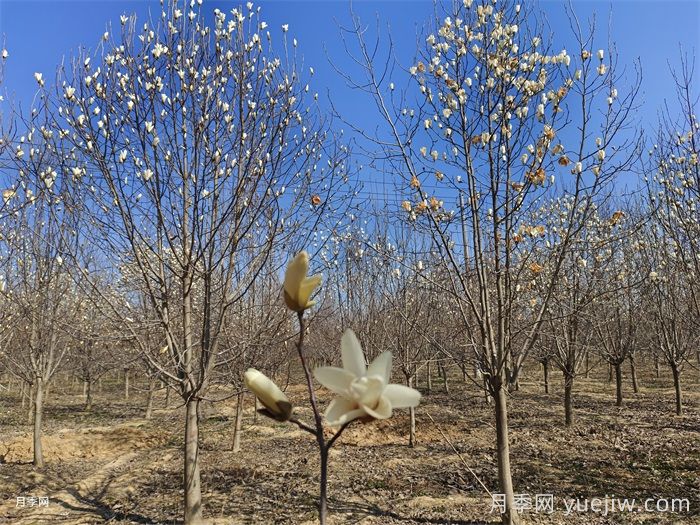 白玉兰的生理疗效和心灵疗效(图1)
