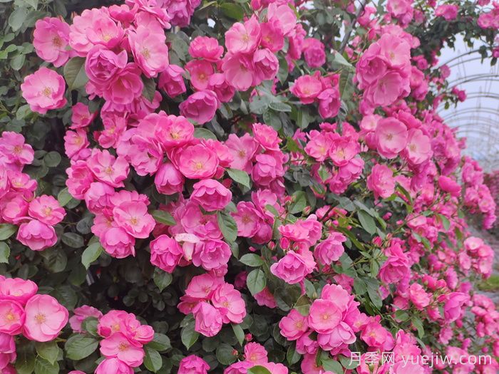 四季如春的花园，一定有棵四季藤本月季！(图1)
