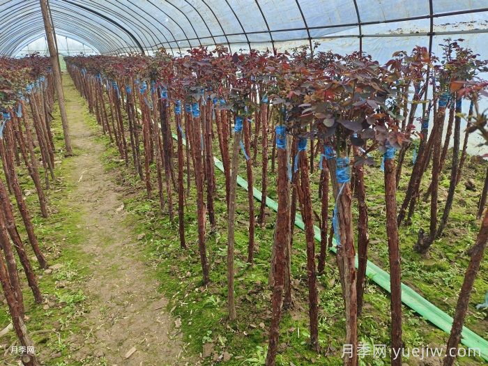 嫁接树状月季为什么用山木香？(图1)