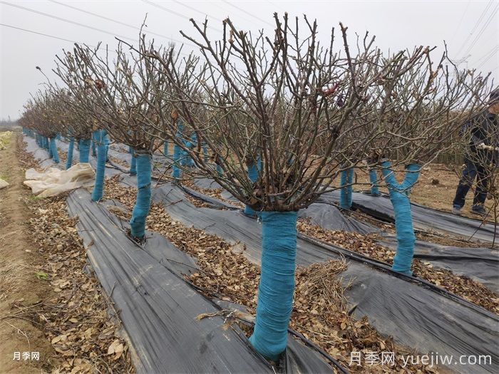 老桩月季发芽后怎么养？(图1)