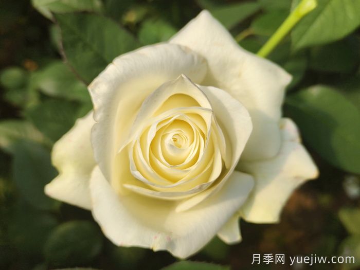 不同颜色月季花代表的含义？(图2)