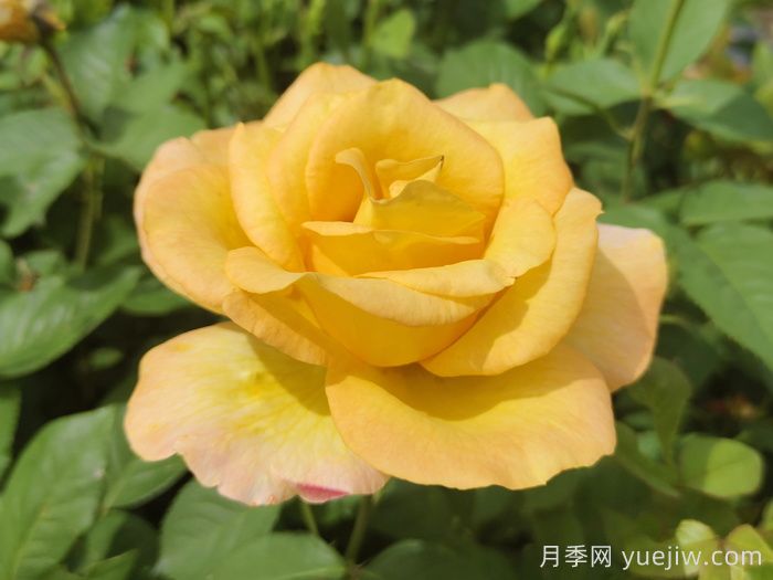 不同颜色月季花代表的含义？(图3)