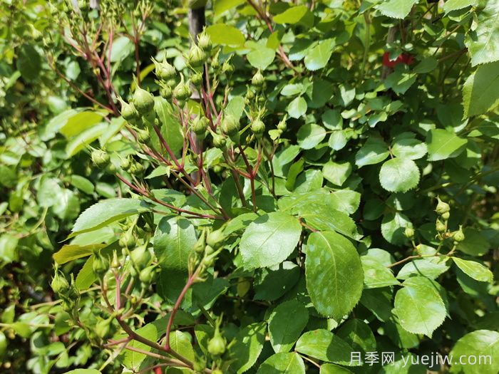 带花苞的月季小苗，如何给它定植服盆？(图1)