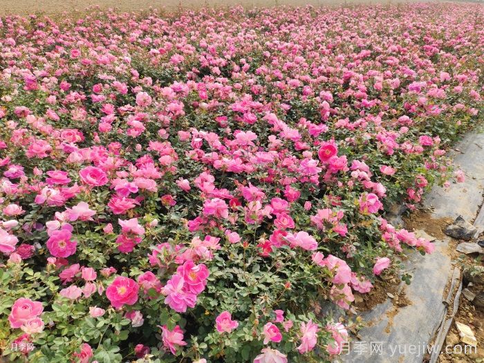 带花苞的月季小苗，如何给它定植服盆？(图2)