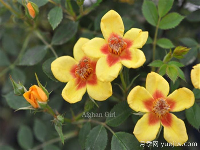 阿富汗女孩月季(图2)