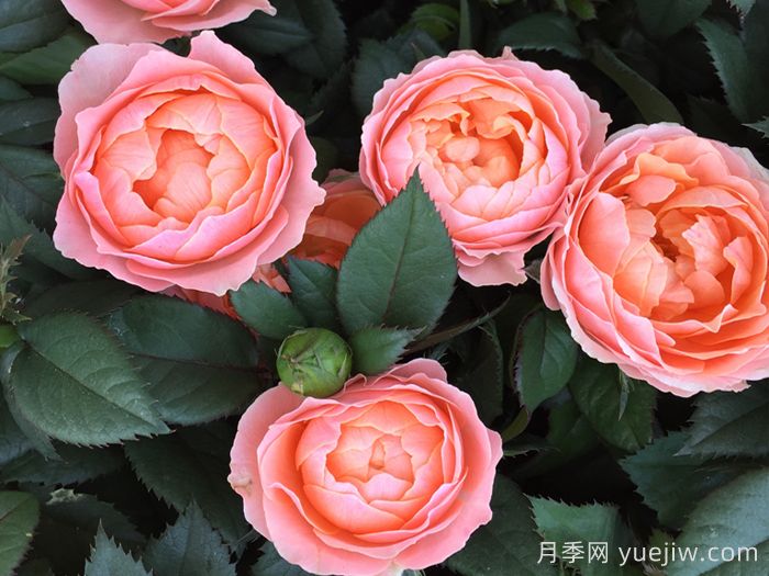 最齐全的适合阳台养的月季品种系列(图1)