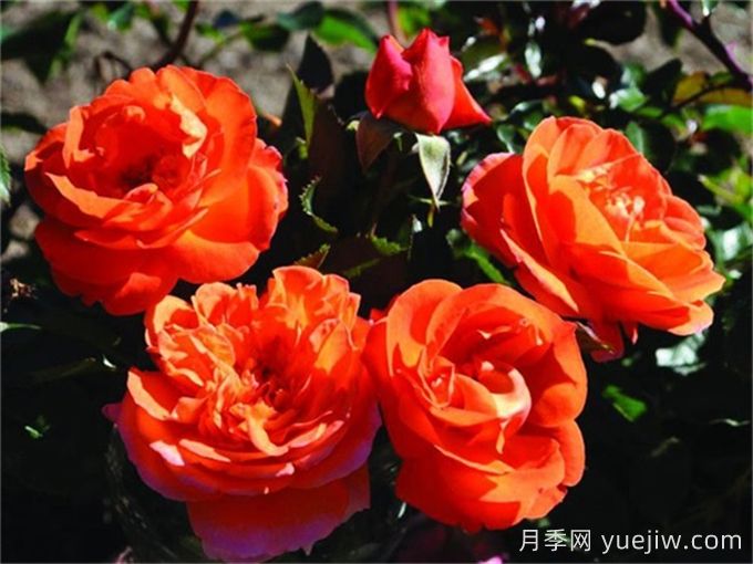 芒果阳台月季有什么优缺点？(图1)