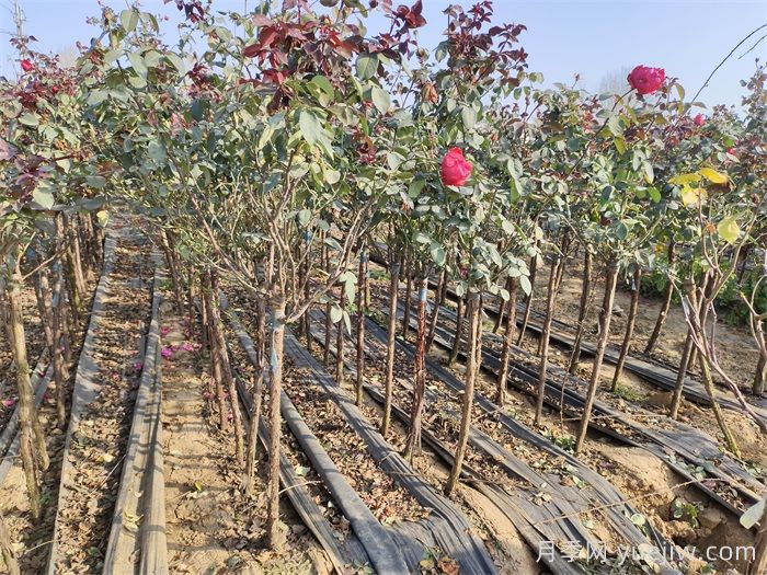 前景无限，势如破竹的彩色树木(图2)