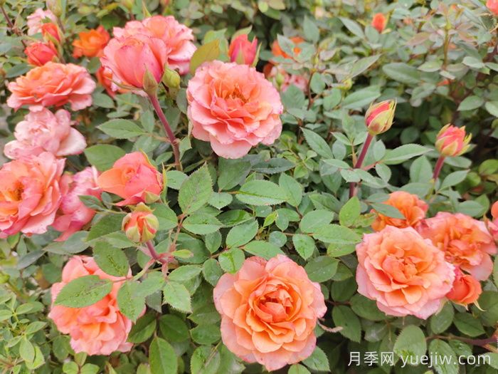 月季花品种到底有多少？(图1)