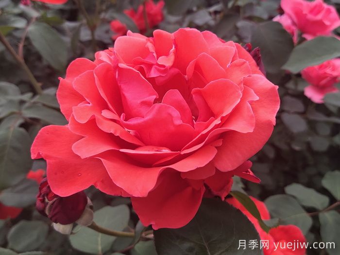 月季有哪些分类和代表品种？(图1)