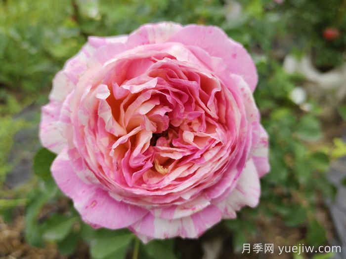 月季有哪些分类和代表品种？(图3)