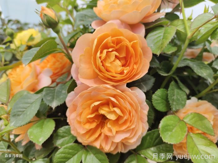 哪些月季不适合作为切花？(图1)