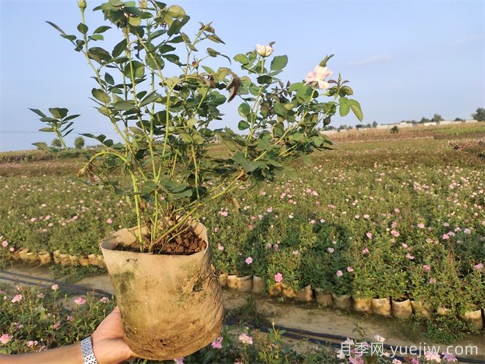 ​月季为什么掉叶子？(图1)