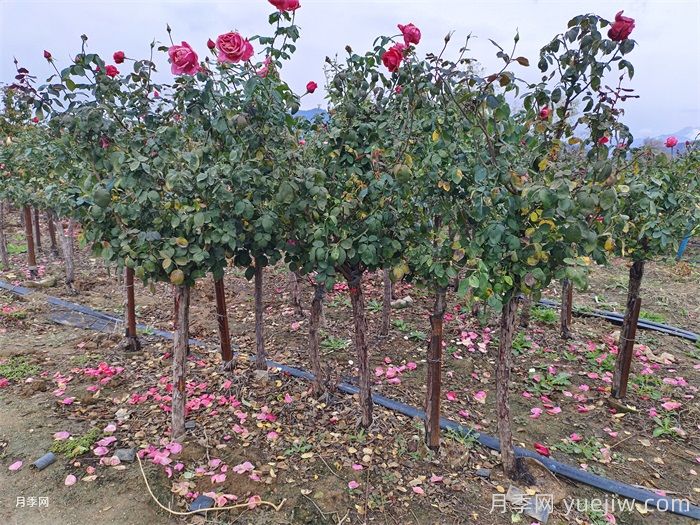 月季黄叶的原因及处理方法(图2)