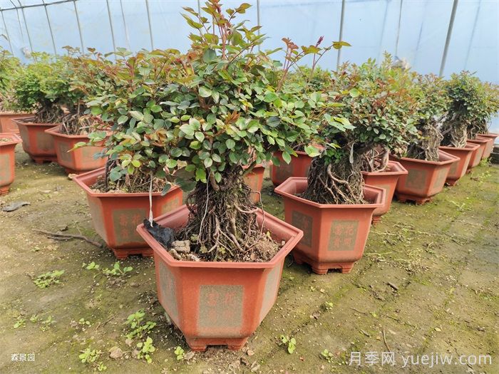 春天月季怎么管理开花多？(图3)