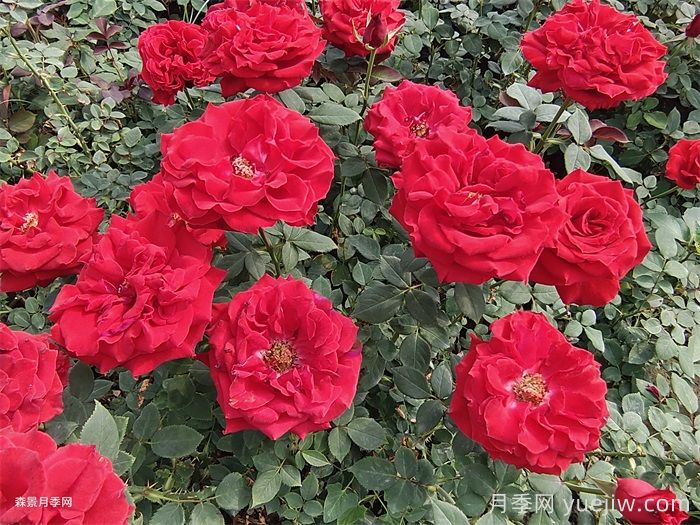 月季怕浇什么水？给月季浇水要注意什么？(图1)