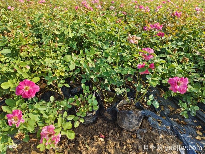 如何判断月季是否缺水？(图1)