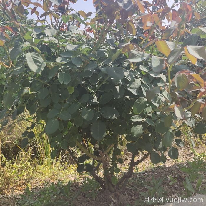 地栽月季花的养殖方法和注意事项(图1)