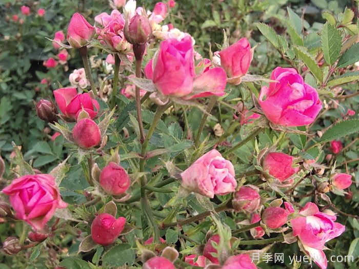 姬月季要怎么养？姬月季的养护方法(图1)