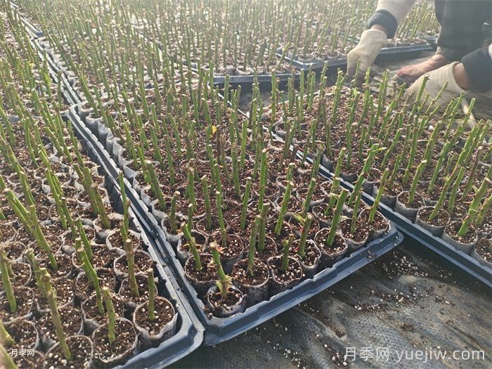 月季扦插黑杆怎么办？(图1)