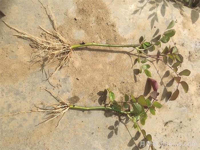 月季的繁殖方法有哪些？五大方法详解(图1)