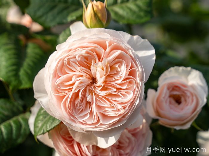 涵仙月季需要春化吗？(图1)