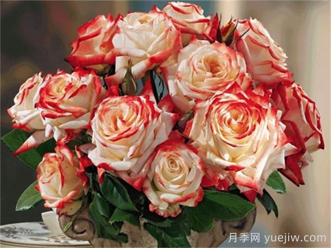 法拉皇后月季多长时间能长成大灌木？(图1)