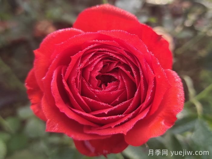 红苹果月季与红色果汁月季有什么区别？(图1)