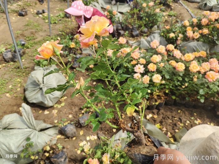 澳州黄金月季有什么优点？值得入手吗？(图2)