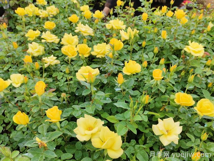 月季多开花的养护要点(图2)