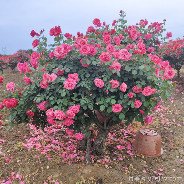 月季花怎么养最好?(图1)